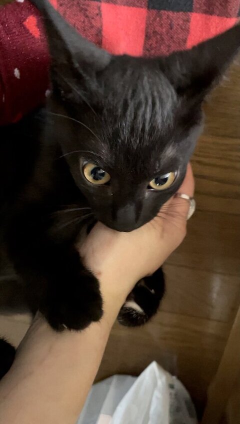 飼い主さんの手をかむうにくん