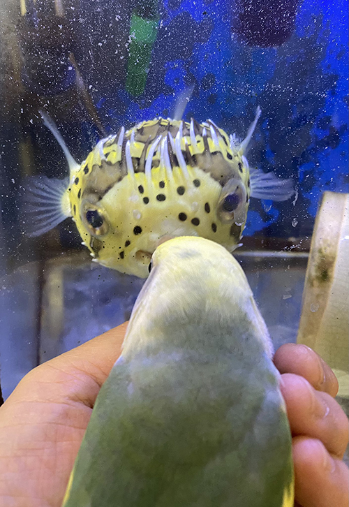 スーちゃんとユーちゃん