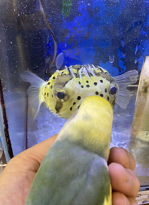 スーちゃんと首をかしげるユーちゃん