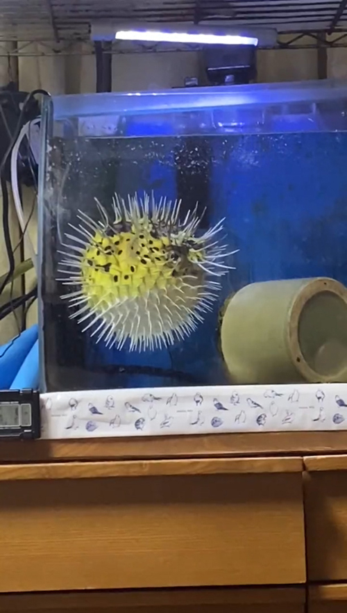 ふくらむユーちゃん