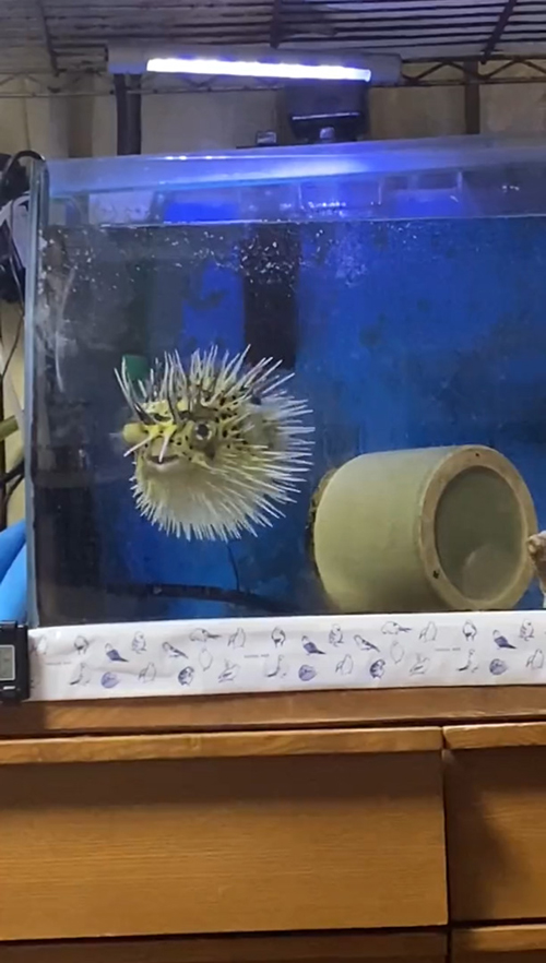 少しずつしぼむユーちゃん