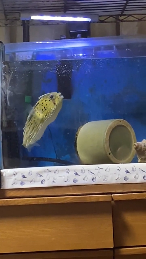 前髪をしまったユーちゃん