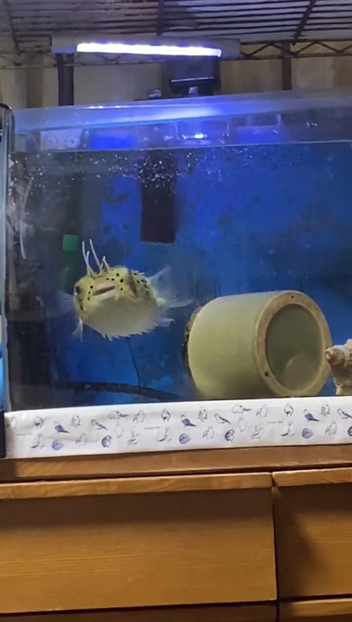 しぼんでいくユーちゃん