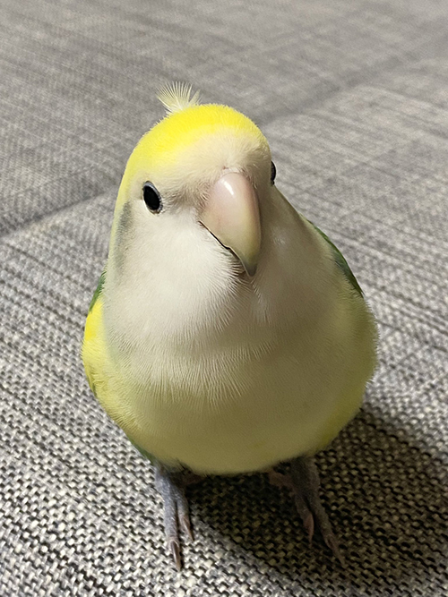 くじゃくっぽいスーちゃん