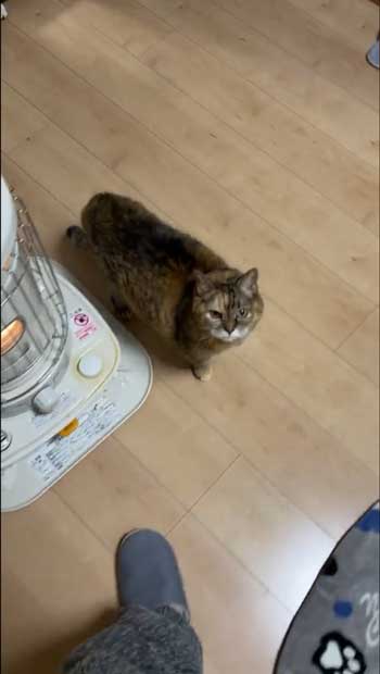 19歳猫