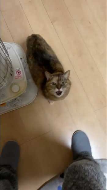 飼い主を見つめる猫