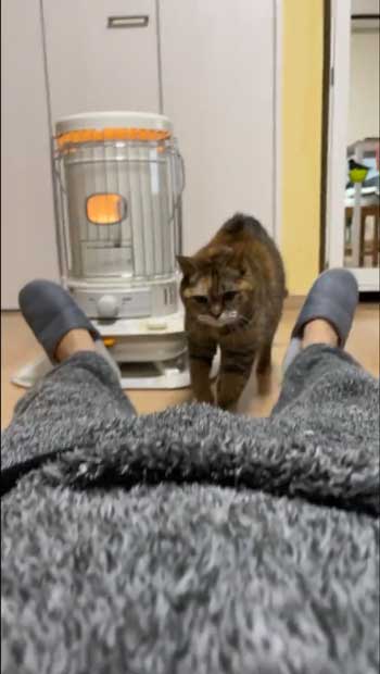 ニャオと鳴く猫の豆茶さん