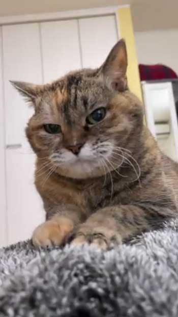 満足そうな表情の猫