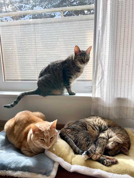 日向ぼっこする猫たち
