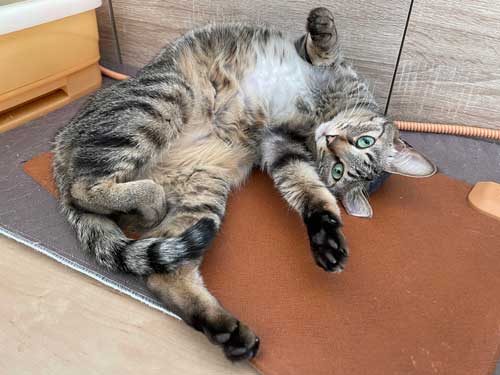 かわいいポーズの猫ちゃん