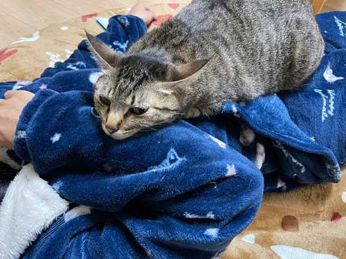 飼い主に腕枕される猫