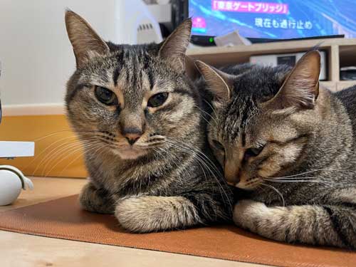 ホットカーペットで仲良くくつろぐ猫2匹
