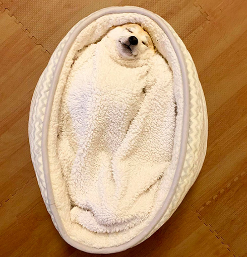 ベッドで寝ている柴犬