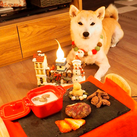 柴犬なずなさん