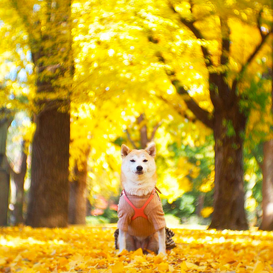 柴犬なずなさん