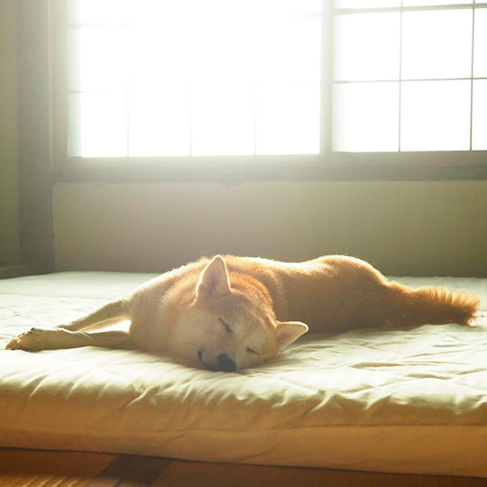 柴犬なずなさん