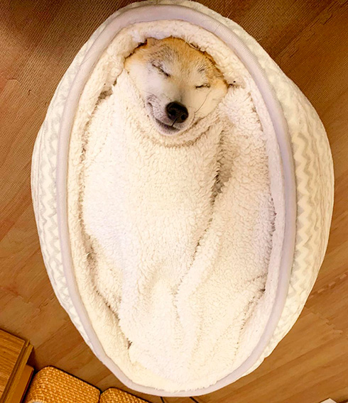 ベッドと一体化した柴犬