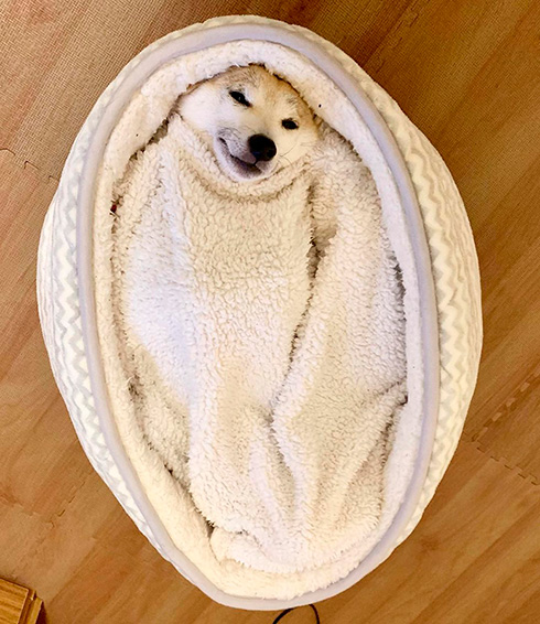 謎の生き物のような柴犬の表情