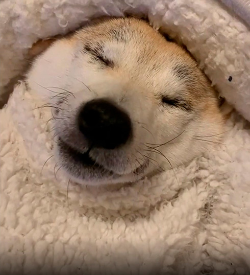 柴犬なずなさん