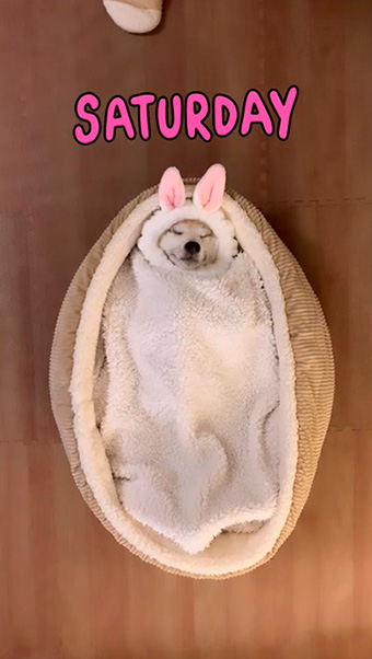 柴犬なずなさん