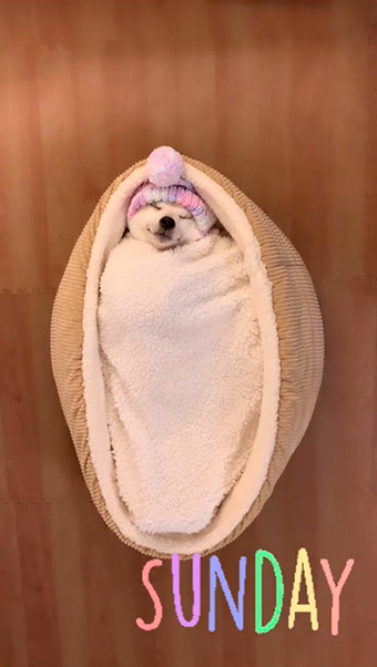 柴犬なずなさん