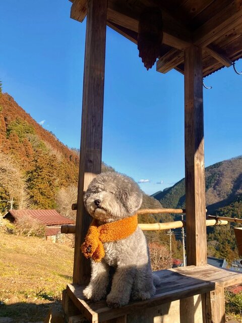 自然をバックにお座りするれあるくん