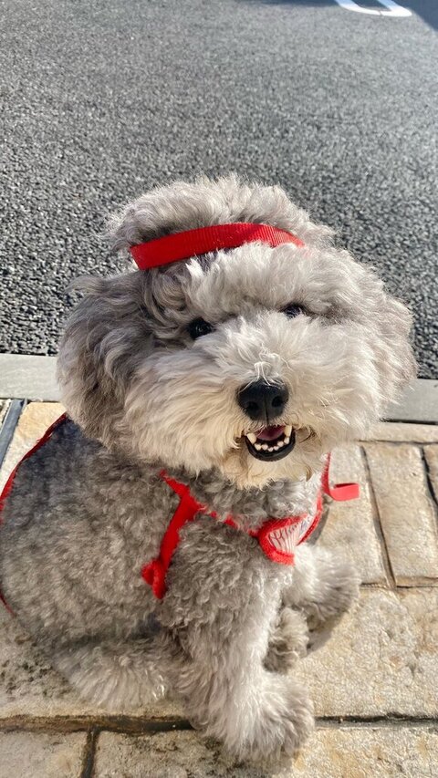 頭にリードを巻かれたれあるくん