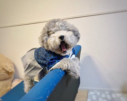 洋服を着てポーズをとるれあるくん