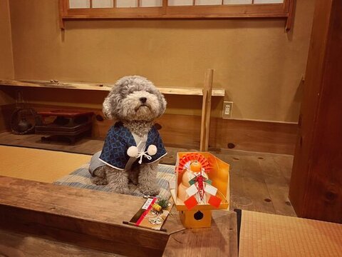 洋服着てお座りするれあるくん