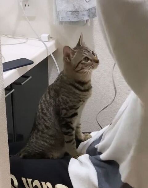 パパさんを見つめる猫のイヴくん