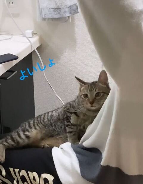 体勢を変える猫のイヴくん