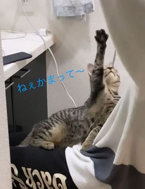 手を伸ばすイヴくん