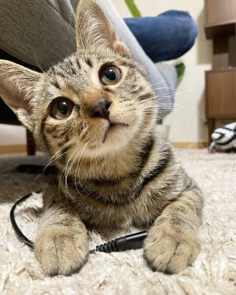 首をかしげるイヴくん