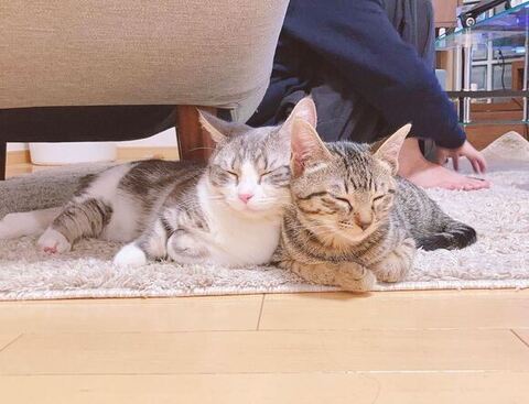 寄り添って眠るイヴくんとノアちゃん