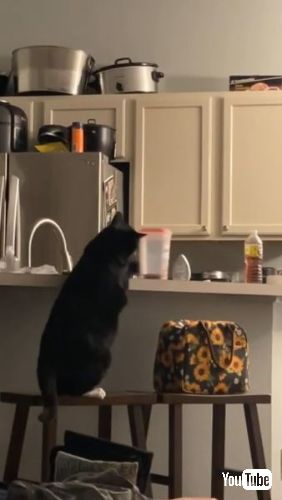 おやつの容器を見つめる猫