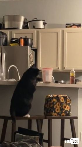 前足で容器をたたき落す猫
