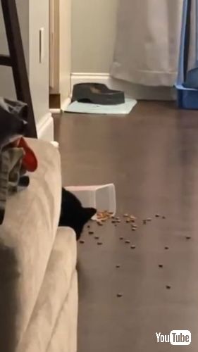 おやつを食べる猫