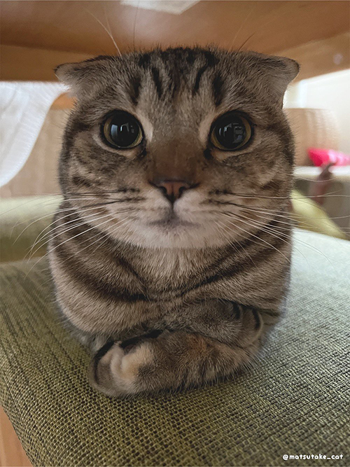 目をそらしたら負けなまつたけちゃん