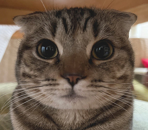 目をそらしたら負けなまつたけちゃんトリミング