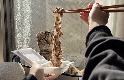 納豆を見るめるまつたけちゃん