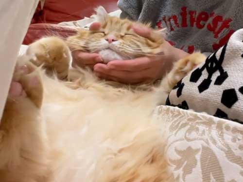 膝の上に乗る猫