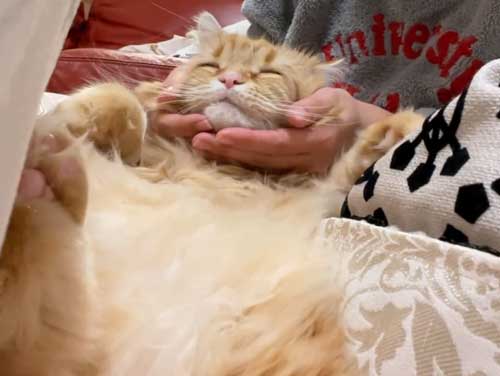 マッサージされる猫
