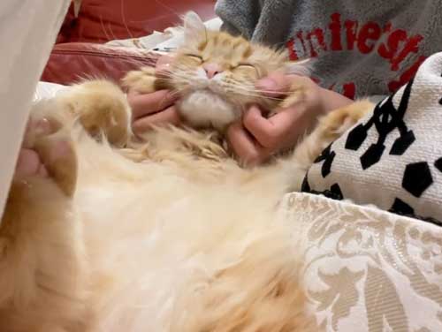 気持ちよさそうな猫