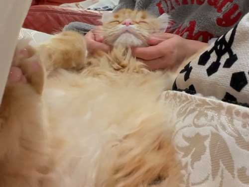 猫の幸せそうな寝顔