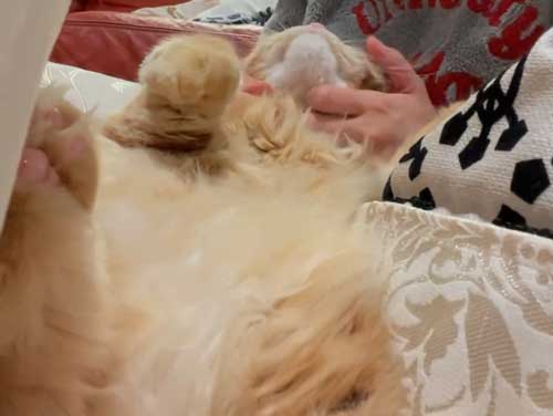 うとうとする猫