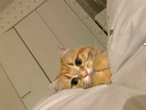 前足をそろえる猫