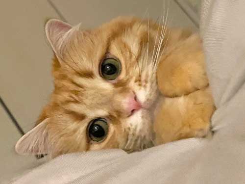 猫のかわいいポーズ