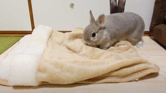 ウサギ ペットヒーター お布団 寝る 寝顔 眠る 子どもみたい 赤ちゃん