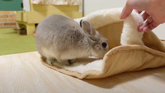 ウサギ ペットヒーター お布団 寝る 寝顔 眠る 子どもみたい 赤ちゃん