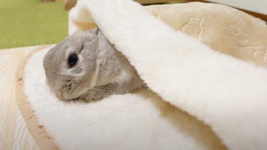 ウサギ ペットヒーター お布団 寝る 寝顔 眠る 子どもみたい 赤ちゃん